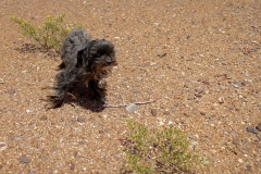 Allamoore_TX_2019-13