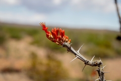 Allamoore_TX_2019-9