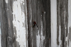 Beaumont_TX_2019-4