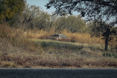Bradshaw_TX_2019-16