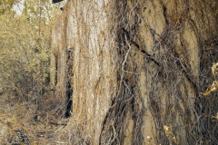 Bradshaw_TX_2019-20