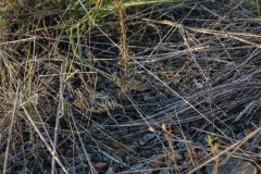 Camp-San-Saba_TX_2019SM-9