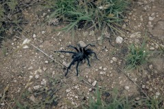 Carta-Valley_TX_2019SM-15