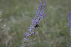 Carta-Valley_TX_2019SM-3