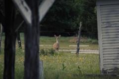 Carter_TX_2019SM-21