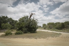 Center-City_TX_2019SM-15