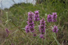 Center-City_TX_2019SM-9