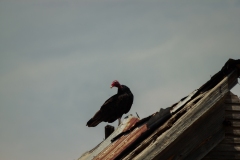 Crowell_TX_2019-10