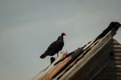 Crowell_TX_2019-9