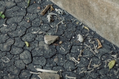 Denhawken_TX_2020-15