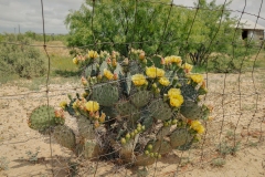 Girvin_TX_2019-8