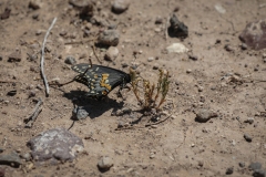 Hovey_TX_2019-1