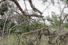 Stiles_TX_2019-18